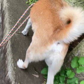 神社周りをお散歩とワンプロの画像