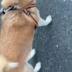 またまた門七が。。。の画像