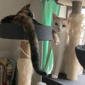 猫のじゃれ愛の画像