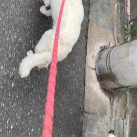 門七のストレスはよくわかるの画像