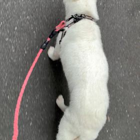 元気なかぐやを見れたの画像