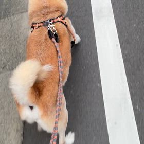 ただただ歩いてる動画の画像