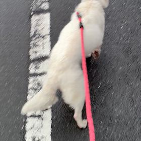 かぐやの後脚のバランスがの画像