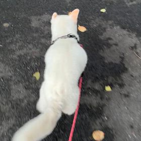 走るかぐやの画像