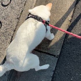 後脚の頼りなさを見守るしかないの画像