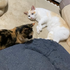 ただただ琥珀の揺れた尻尾を見る動画の画像
