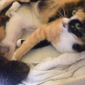 くりママ奮闘中！可愛い子猫の画像