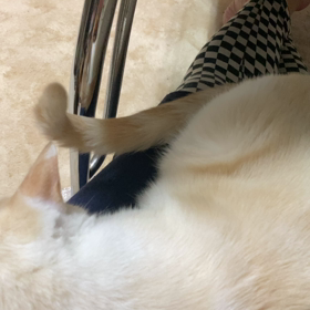 琥珀記念日。。おまけの画像