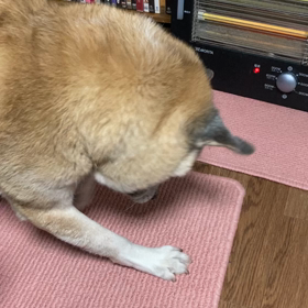 もんのガリガリ！の画像