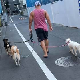 人間次男と夕散歩は久しぶりで楽しいの画像