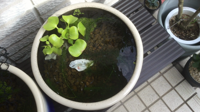 おはぎとメダカの記事動画