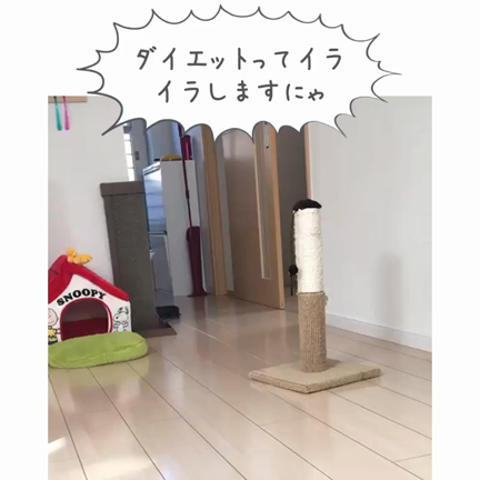 ストレッチと筋トレの記事動画