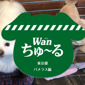 ちゅーる♪ パメラス編の画像