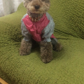昨年のカッパが、キツイよ、パメラ君の画像