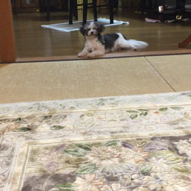 ワンコとデュエット⁉︎笑動画です。の画像