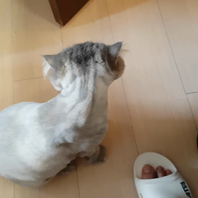 Himeの画像