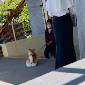 芝犬の抵抗。の画像