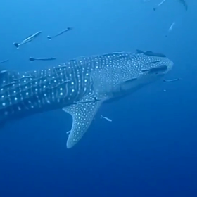 出た！！の画像