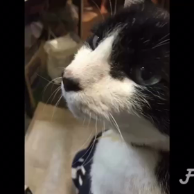 ミュウの画像