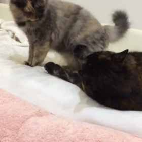 ふ～ちゃんとポコ姐さんの画像