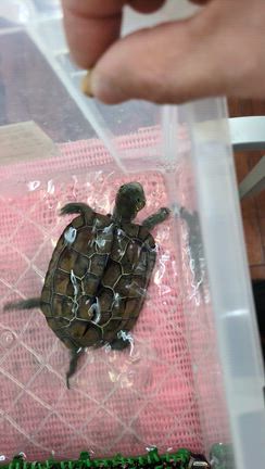 クサガメ権ちゃん、元気ですの記事動画