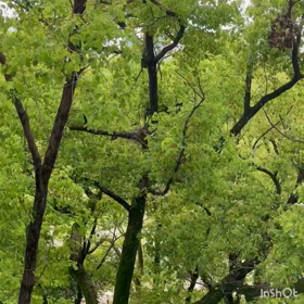 カラスの家見つけた‼️の画像