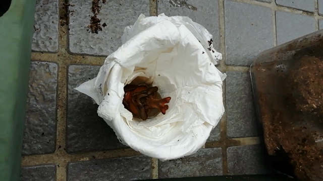 カブトムシの記事動画