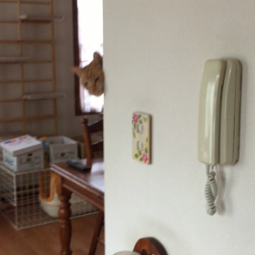 いない  いない  ばーの画像