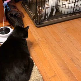 子猫がやってきたの画像