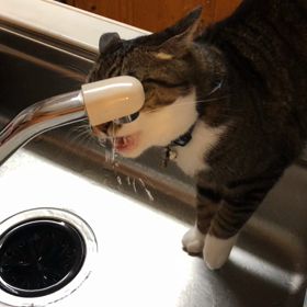 蛇口からお水の画像