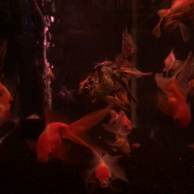 金魚            ロペの画像