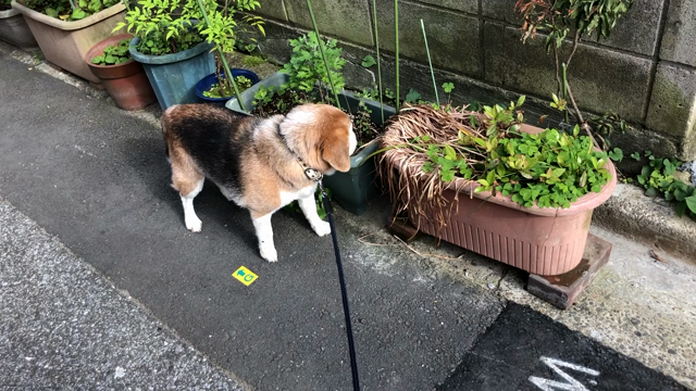 休日は…の記事動画
