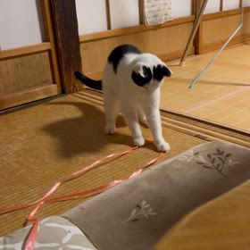 ジャンプ♪ ジャンプ♪の画像
