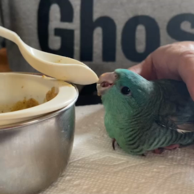 サザナミインコ(コズ)さし餌中の画像