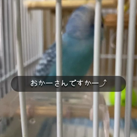 おかーさんですかー⤴︎の画像