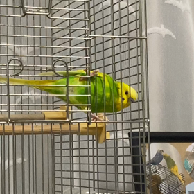 ピーコの画像