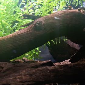 メダカは元気俺バテるの画像