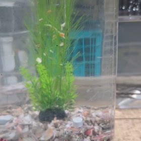 すくすく成長するメダカの画像