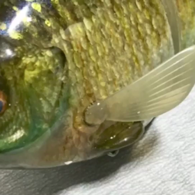 本物の魚皮ルアーって欲しくないですか？ | BASSDOG