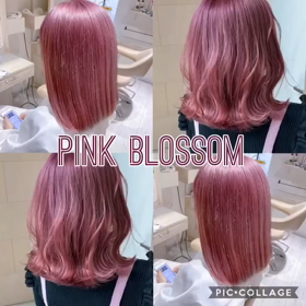 ピンクブロッサムの画像