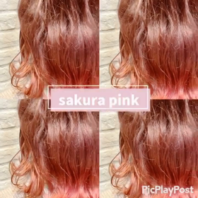 サクラピンクの画像