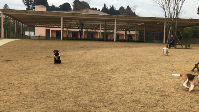 小谷流ドギーズアイランドにお泊まり♪の記事動画
