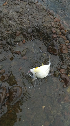 久しぶりに魚釣り 20210911の記事動画