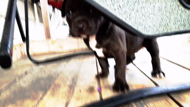 ガラムbabyの記事動画