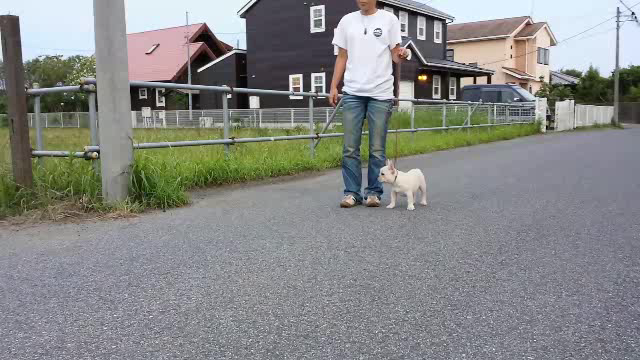 フレンチ ポム♪の記事動画
