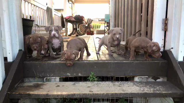 仔犬 階段♬の記事動画