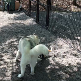 今日の ミルくん 5／25 軽井沢でおおあばれ❣️の画像