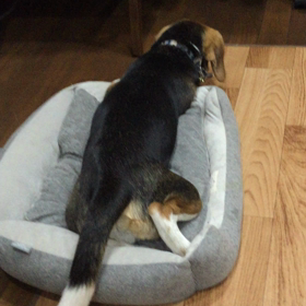 今日のミルくん 6/4 ブロッコリー❣️の画像