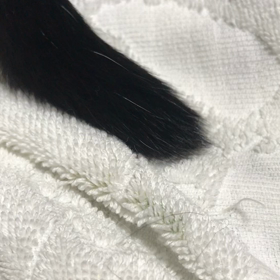 しっぽでお返事ぷくの画像