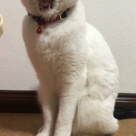 ぷく    なうの画像